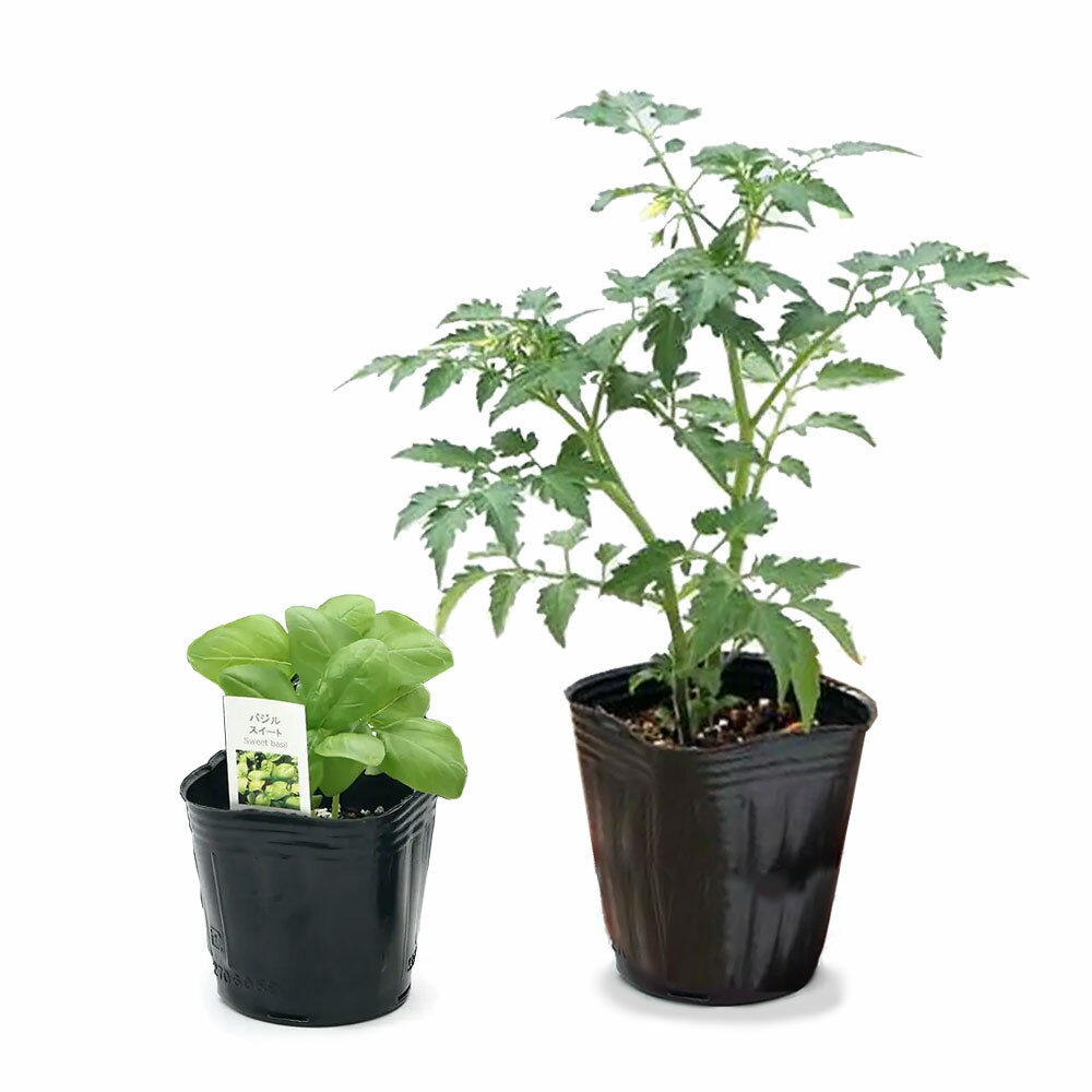 （観葉植物）ハーブ苗　ワイルドトマト＆バジル　コンパニオンプランツセット　（2...