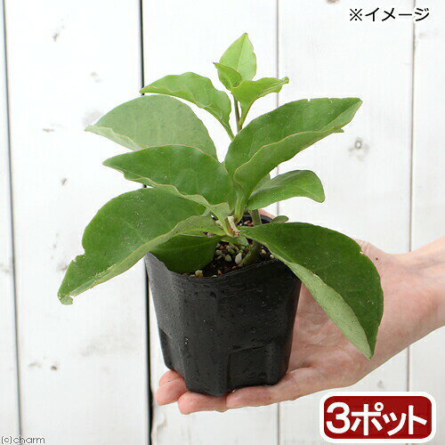 （観葉植物）オカワカメ　3号（3ポット）　緑のカーテン　家庭菜園