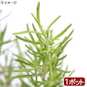 (観葉植物)ハーブ苗 ローズマリー ゴールデンレイン 立性 3号(1ポット) 家庭菜園