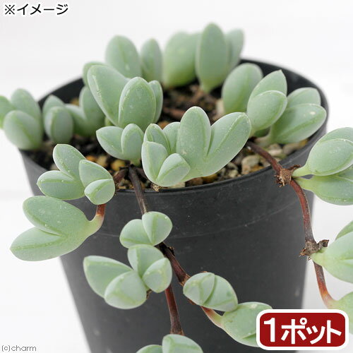 （多肉植物）碧魚連（へきぎょれん）　ブラウンシア　マキシミリアニ　3〜3．5号（1ポット）