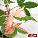(山野草)盆栽 品種系モミジ 旭鶴(アサヒヅル)3号〜(1ポット)