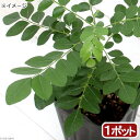 (観葉植物)ハーブ苗 カレーリーフの苗 3号(1ポット) 家庭菜園