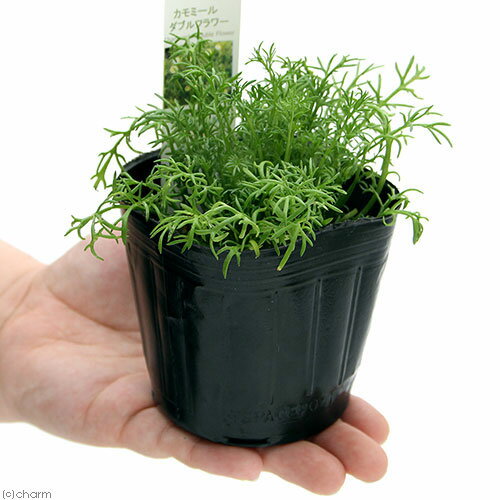 （観葉植物）ハーブ苗　カモミール　ダブルフラワー　3号（1ポット）　家庭菜園　...