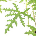 (観葉植物)ハーブ苗 ゼラニウム アスペラム 3号(1ポット) 家庭菜園