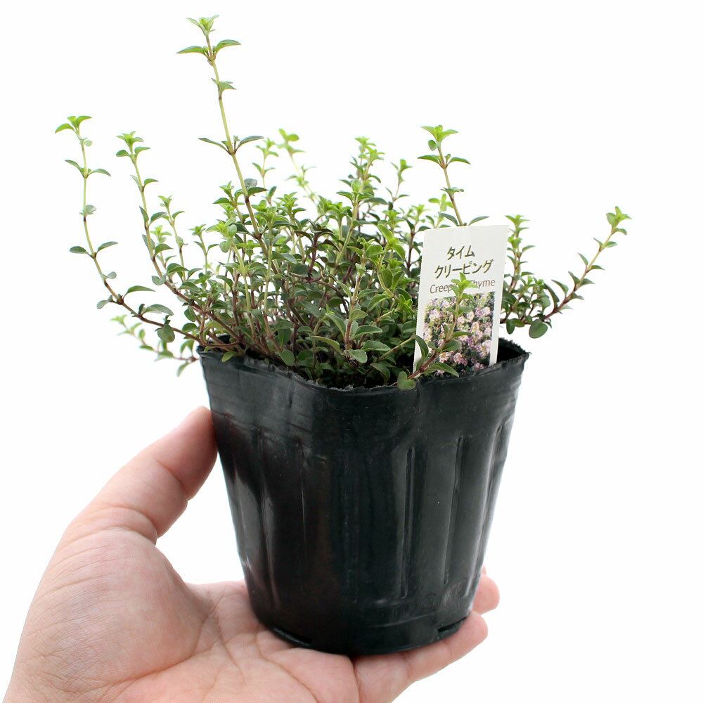 （観葉植物）ハーブ苗　タイム　クリーピング　3号（1ポット）　家庭菜園　料理