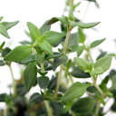 (観葉植物)ハーブ苗 タイム コモン 3号(1ポット) 家庭菜園 料理 ティー クラフト