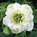 (観葉植物)クリスマスローズ ホワイト プリマドレス 3号(1ポット)開花終了株