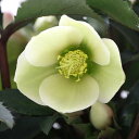 (観葉植物)クリスマスローズ モンテクリスト 5号(1鉢)