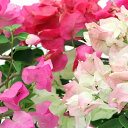 (観葉植物)ブーゲンビレア 花色おまかせ 4~5号 開花見込み株(1鉢)
