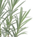 (観葉植物)ハーブ苗 ラベンダー ラバンジン シール 3号(1ポット) 家庭菜園