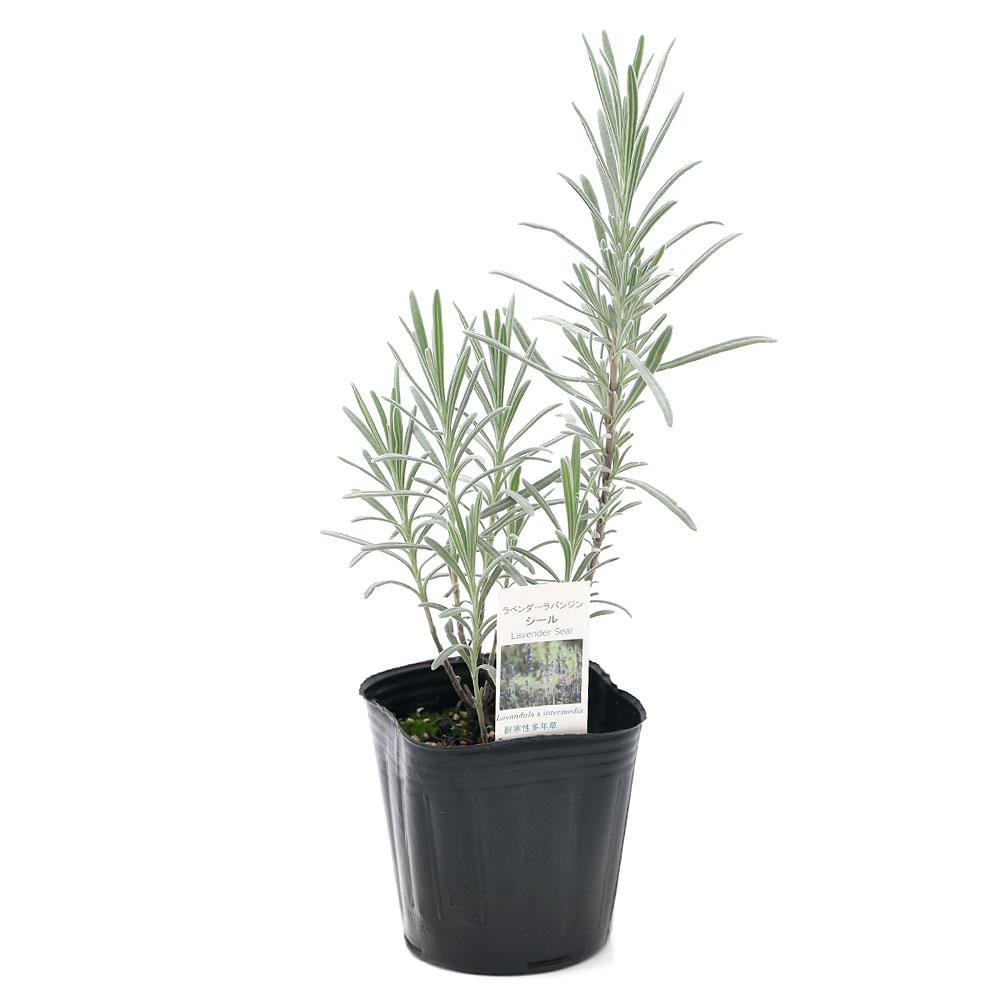 （観葉植物）ハーブ苗　ラベンダー　ラバンジン　シール　3号（1ポット）　家庭菜園