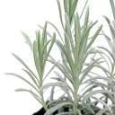 (観葉植物)ハーブ苗 ラベンダー ラバンジン スコティッシュコテージ 3号(1ポット) 家庭菜園