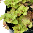(観葉植物)ハーブ苗 オレガノ ゴールデン 3号(1ポット) 家庭菜園