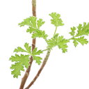 (観葉植物)ハーブ苗 ゼラニウム ヘーゼルナッツ 3号(1ポット) 家庭菜園