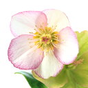 (観葉植物)クリスマスローズ 氷の薔薇 ピコティ 5号(1鉢)