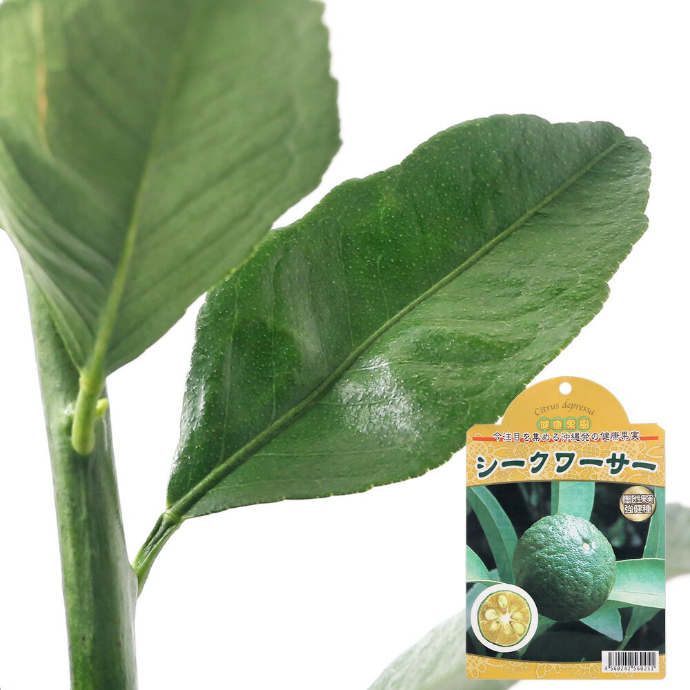 （観葉植物）果樹苗　シークワーサー　4．5～5号（1鉢）　家庭菜園 2