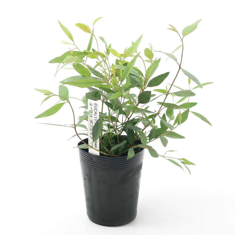 （観葉植物）ユーカリ　ポプルネア　3〜3．5号（3ポット）　家庭菜園