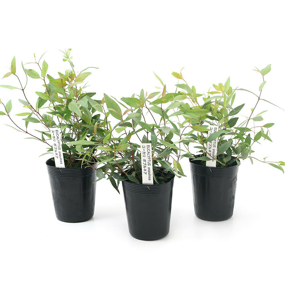 （観葉植物）ユーカリ　ポプルネア　3〜3．5号（3ポット）　家庭菜園