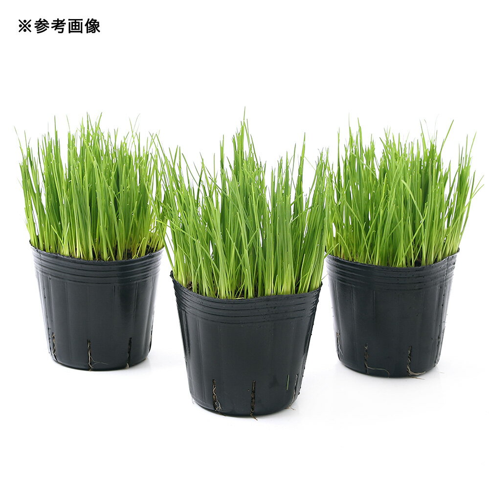 �ʴ��տ�ʪ�˥����ꥢ��饤���饹��3���1�ݥåȡˡ�PVP��̵����