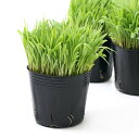 (観葉植物)長さで選べる スーダングラス(長め) 3号(1ポット) 無農薬