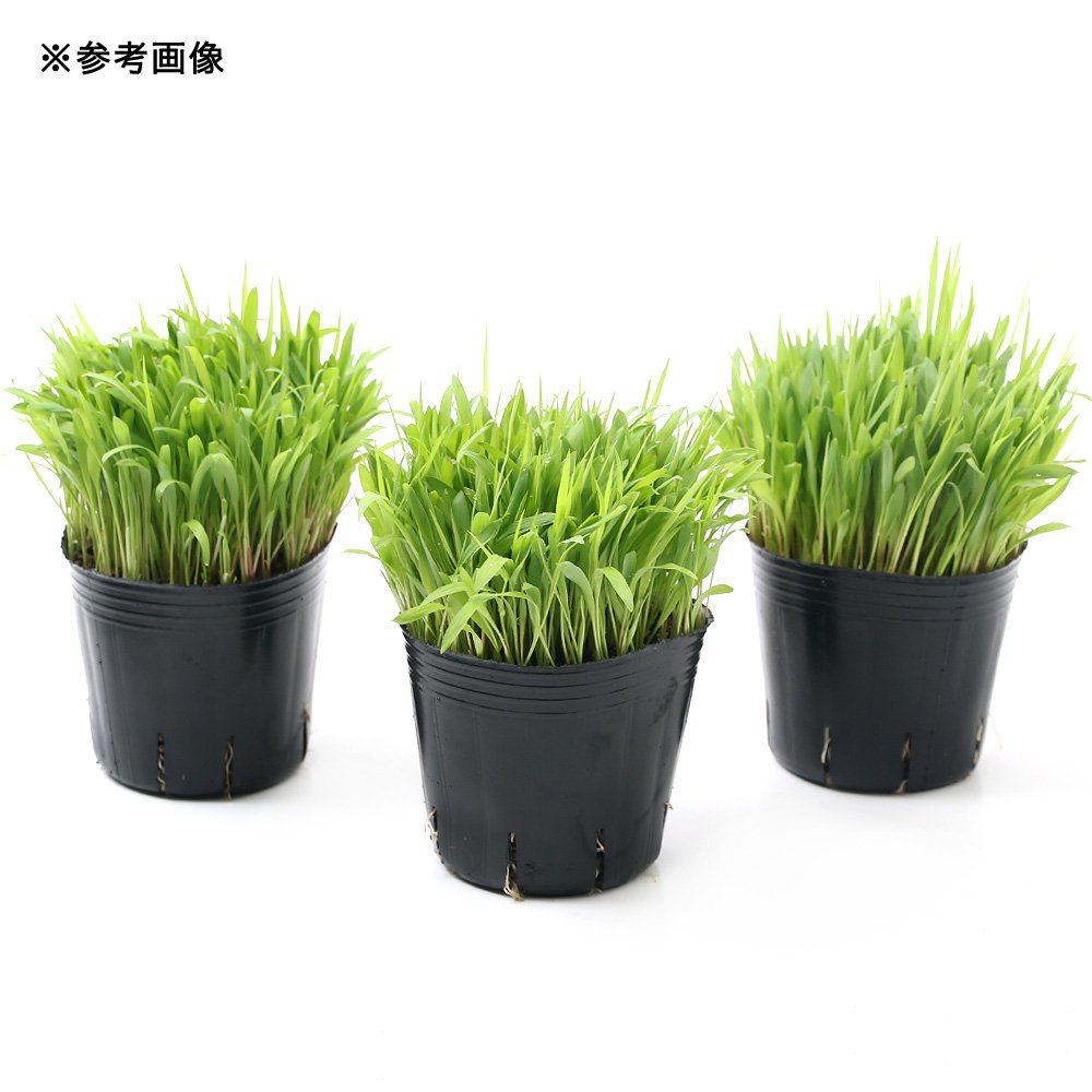 charm 3980 楽天市場店の（観葉植物）長さで選べる　スーダングラス（長め）　3号（1ポット）　無農薬｜アングル2