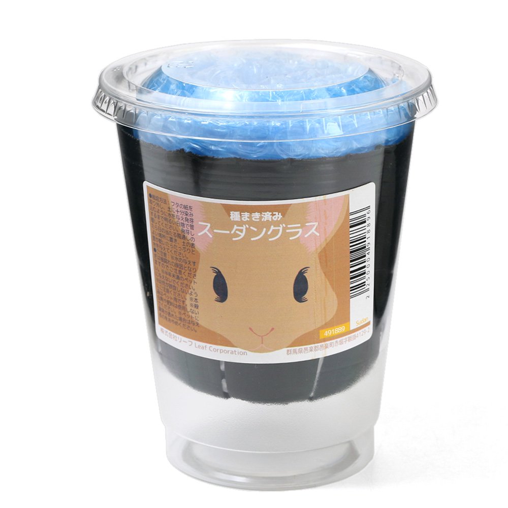 （観葉植物）種まき済み　スーダングラス栽培　3号（1ポット）