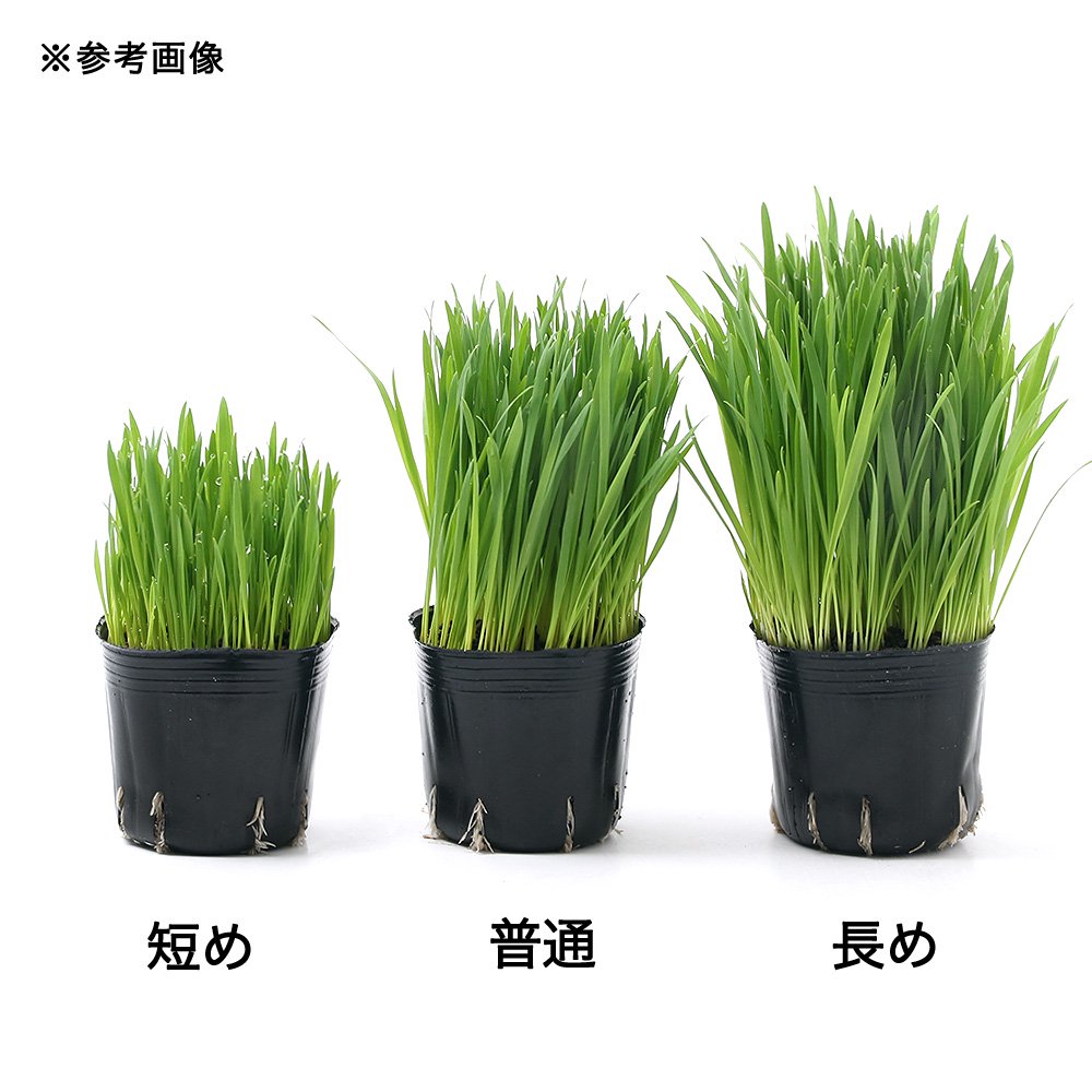 （観葉植物）長さで選べる　ペットグラス　燕麦（長め・普通・短め）　3号（各1ポット）　無農薬 2