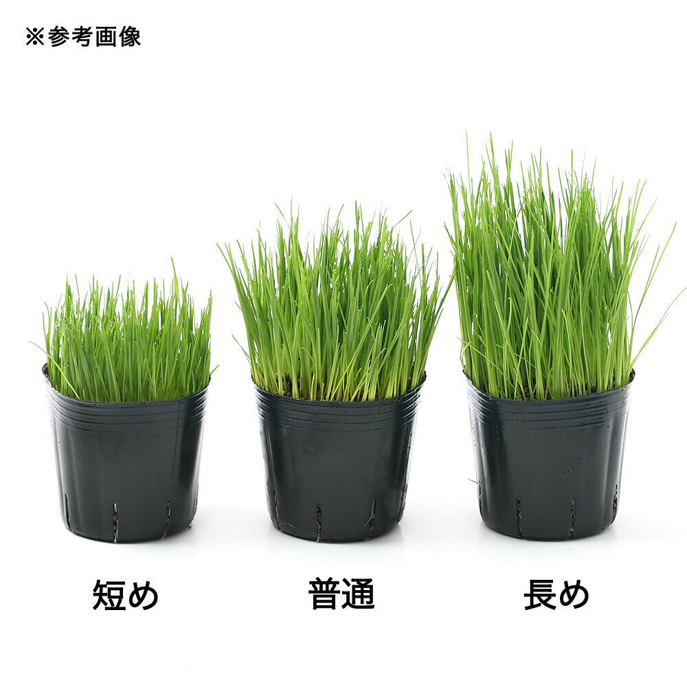 �ʴ��տ�ʪ��Ĺ�������٤롡�����ꥢ��饤���饹��Ĺ�ᡦ���̡�û��ˡ�3��ʳ�1�ݥåȡˡ�̵����