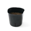 (観葉植物)長さで選べる ペットグラス 燕麦(発芽前) 3号(3ポット) 無農薬