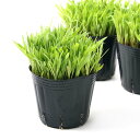 (観葉植物)スーダングラス 3号(3ポット) 無農薬