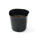 (観葉植物)長さで選べる スーダングラス(発芽前) 3号(3ポット) 無農薬