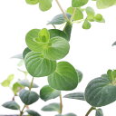 (観葉植物)ハーブ苗 オレガノ アマラクス バーバラチンゲイ 3号(1ポット) 家庭菜園
