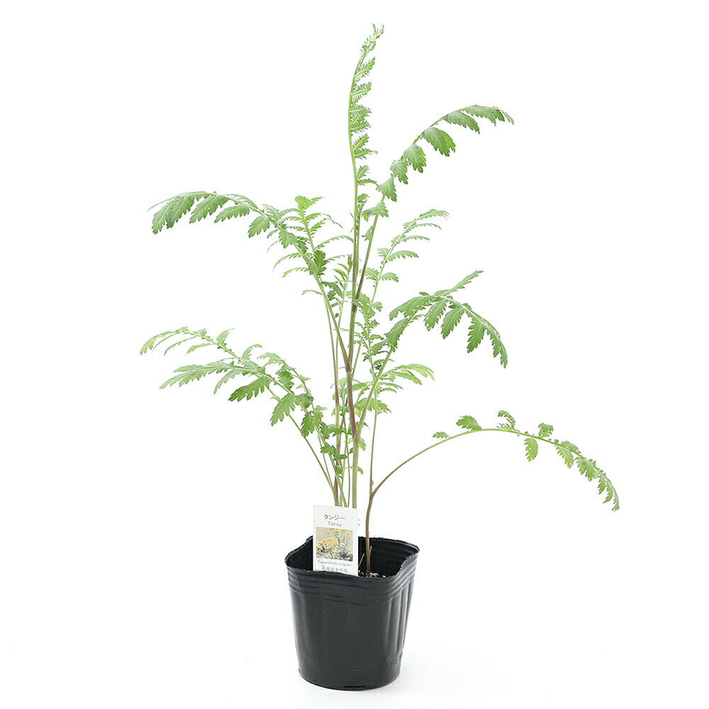 （観葉植物）ハーブ苗　タンジー　3号（1ポット）　家庭菜園