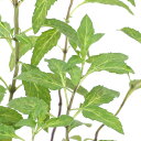 (観葉植物)ハーブ苗 ミント ニホンハッカ さんび 3号(1ポット) 家庭菜園