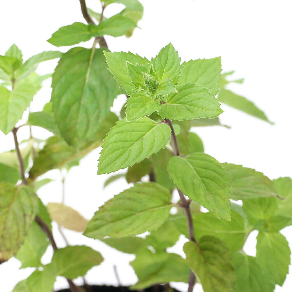 （観葉植物）ハーブ苗　ミント　ニホンハッカ　しゅうび　3号（1ポット）　家庭菜園【HLS_DU】