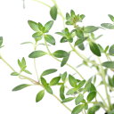 (観葉植物)ハーブ苗 タイム クリーピング 赤花 3号(1ポット) 家庭菜園 ティー 料理