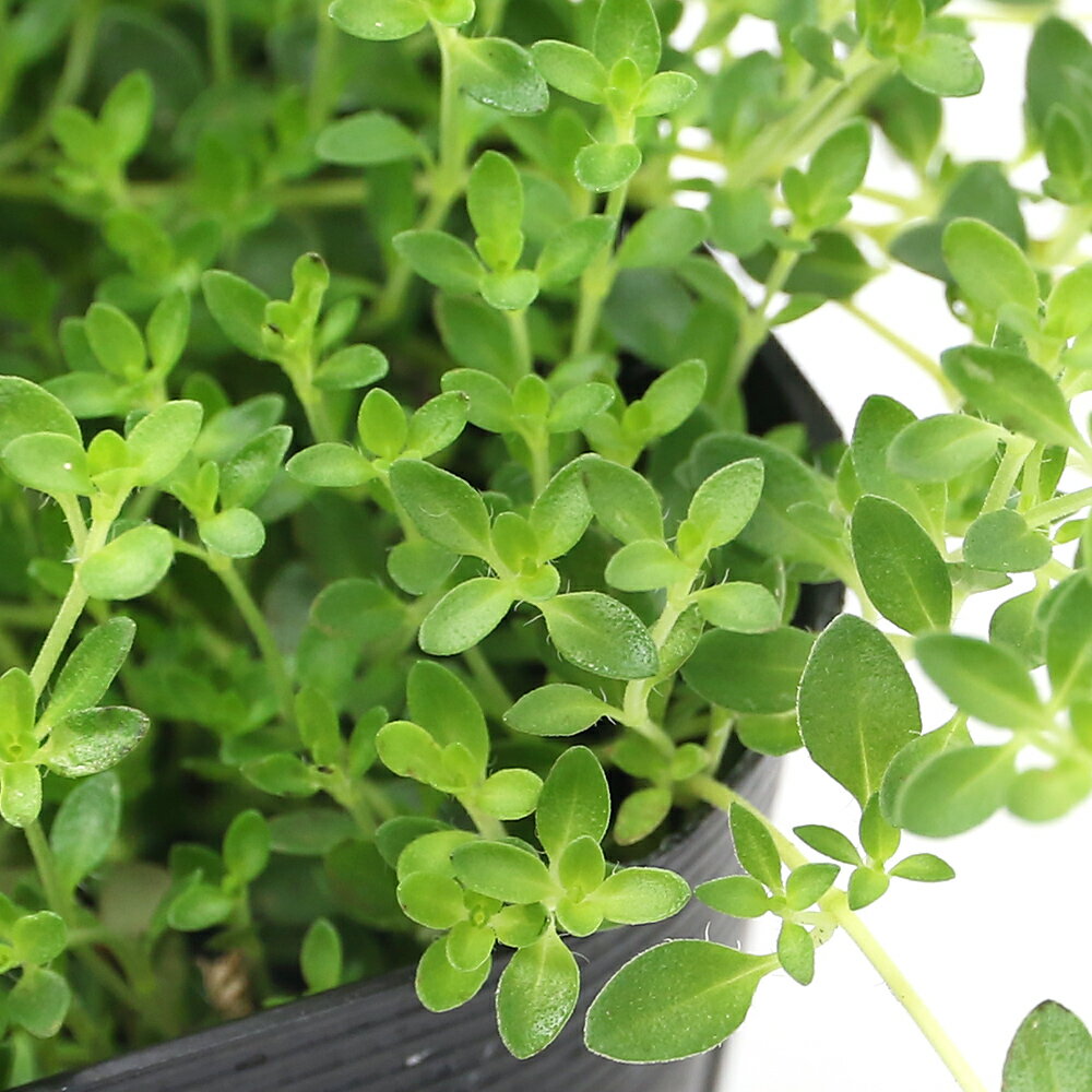 （観葉植物）ハーブ苗　タイム　クリーピング　白花　3号（1ポット）　家庭菜園　ティー　料理