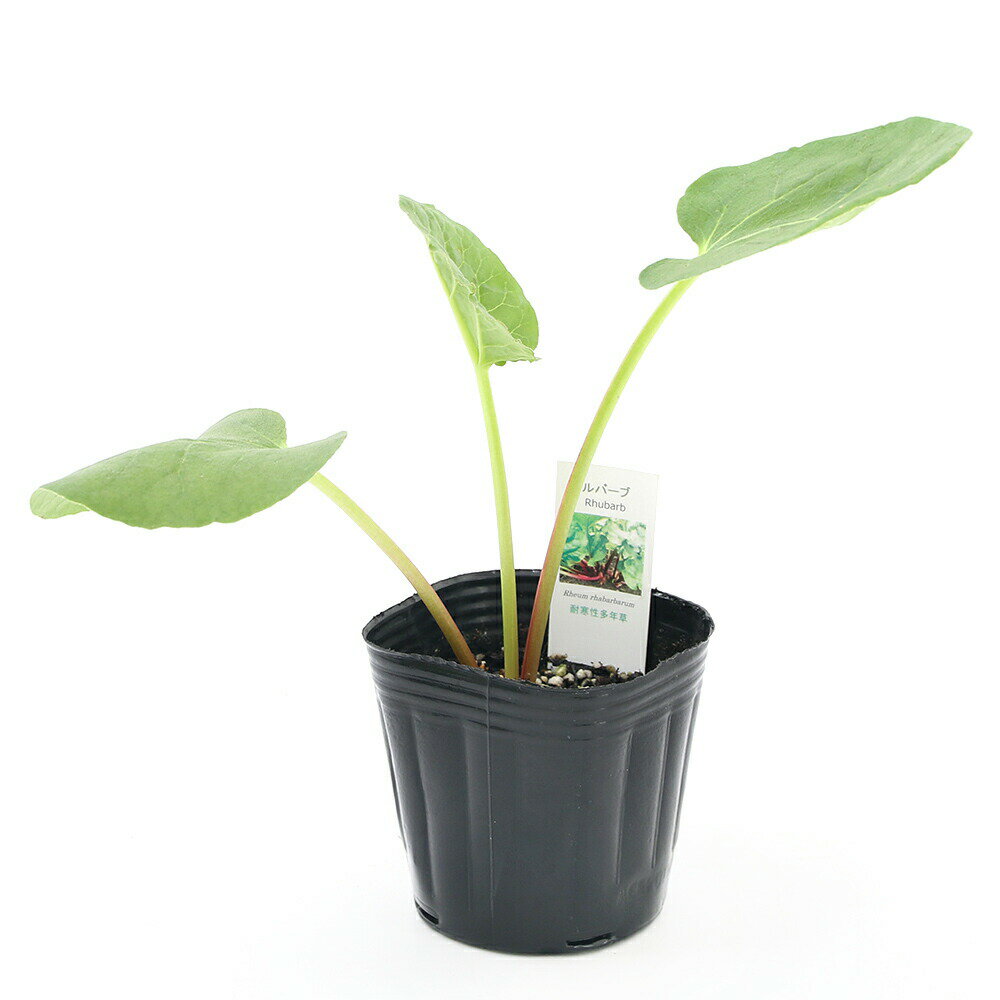（観葉植物）ハーブ苗　ルバーブ　3号（1ポット）　家庭菜園