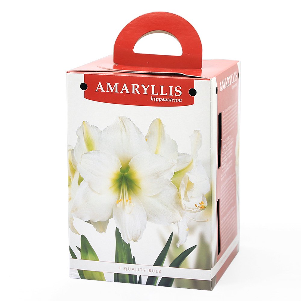 （観葉植物）アマリリスポット植え　一重咲きアマリリス　白（1セット）