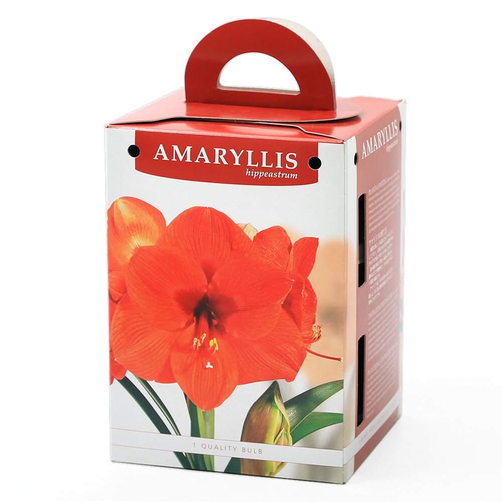 （観葉植物）アマリリスポット植え　一重咲きアマリリス　橙（1セット）