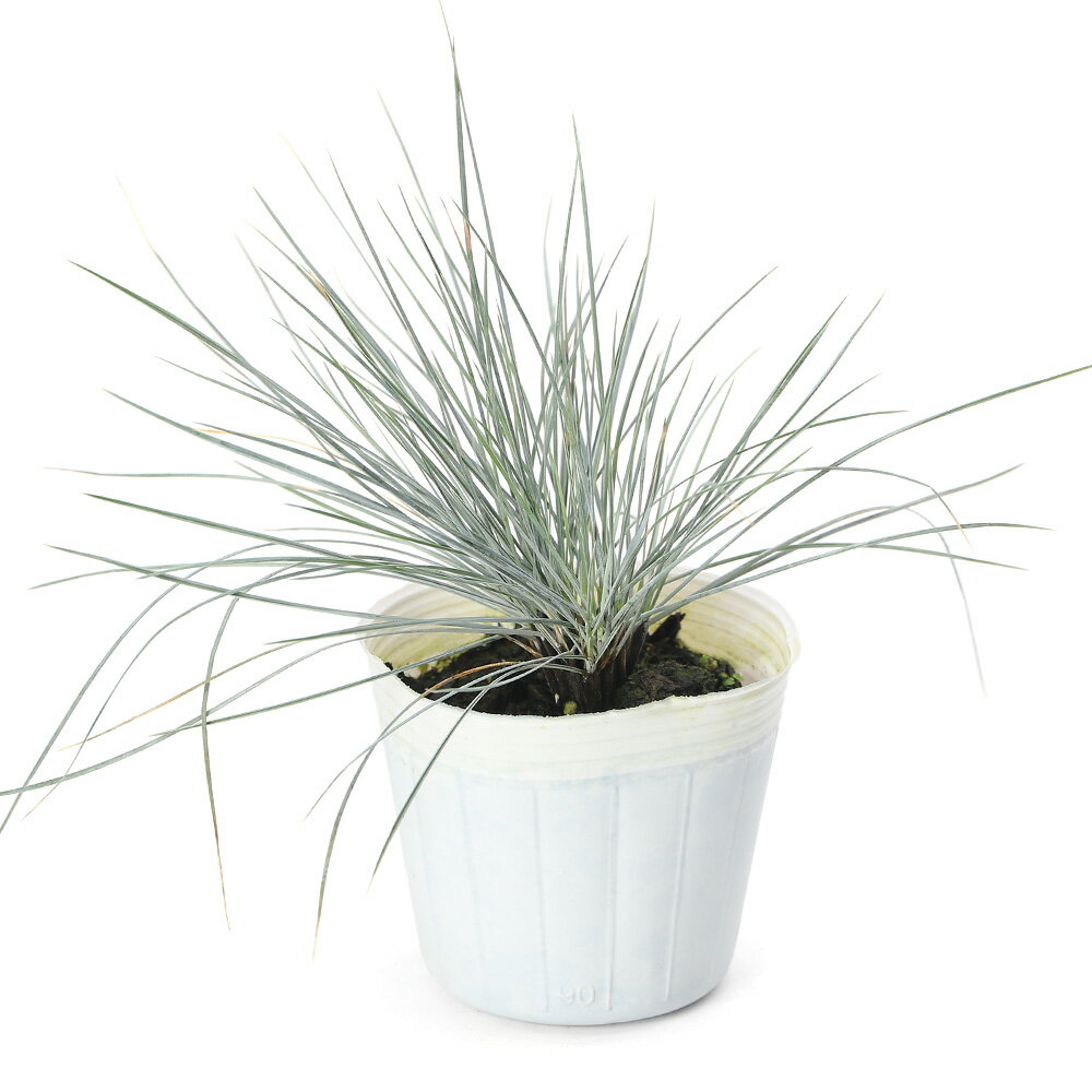 （観葉植物）フェスツカ グラウカ 3号（1ポット）