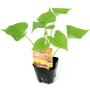 (観葉植物)野菜苗 バイオ増殖サツマ苗 シルクスイート 3号(3ポット) PVP 登録品種 家庭菜園
