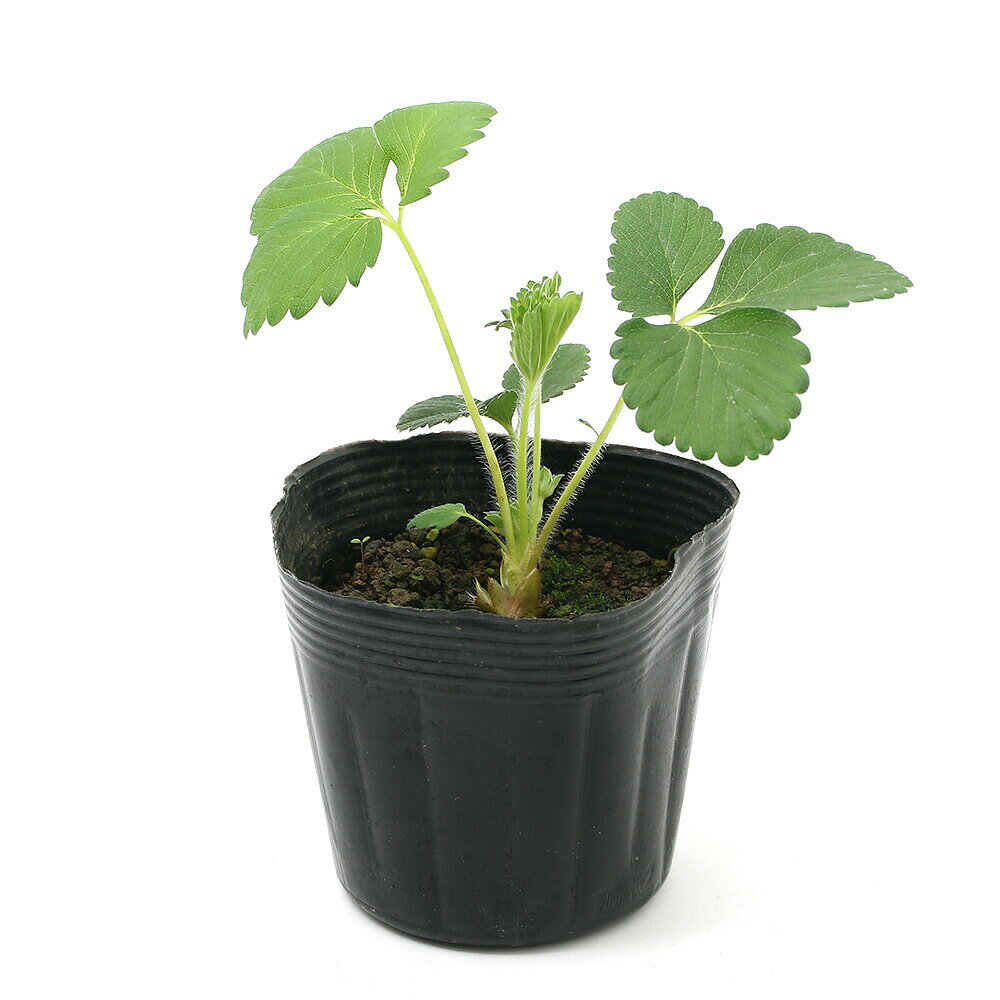 （観葉植物）野菜苗 イチゴ苗 とよのか 3．5号（3ポット） 果物 フルーツ
