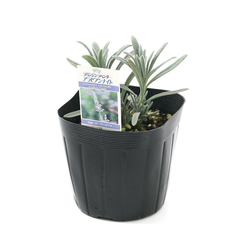（観葉植物）ハーブ苗　ラベンダー　ラバンジン　アラビアンナイト　3号（1ポット...