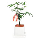 (観葉植物)ナギ 陶器鉢植え マットホワイト(1鉢) 受皿付 セラミス