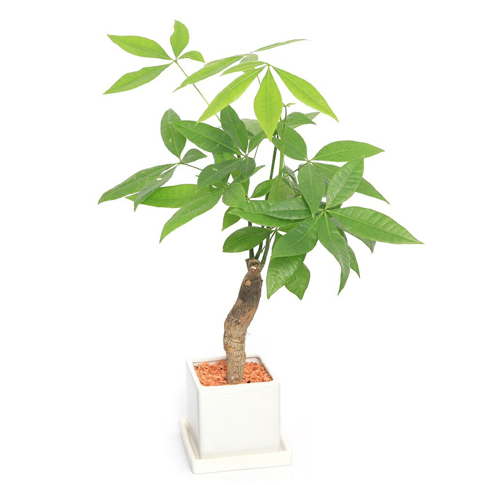 （観葉植物）パキラ　陶器鉢植え　マットホワイト（1鉢）　受皿付　セラミス　鉢植え　おしゃれ　室内　プレゼント