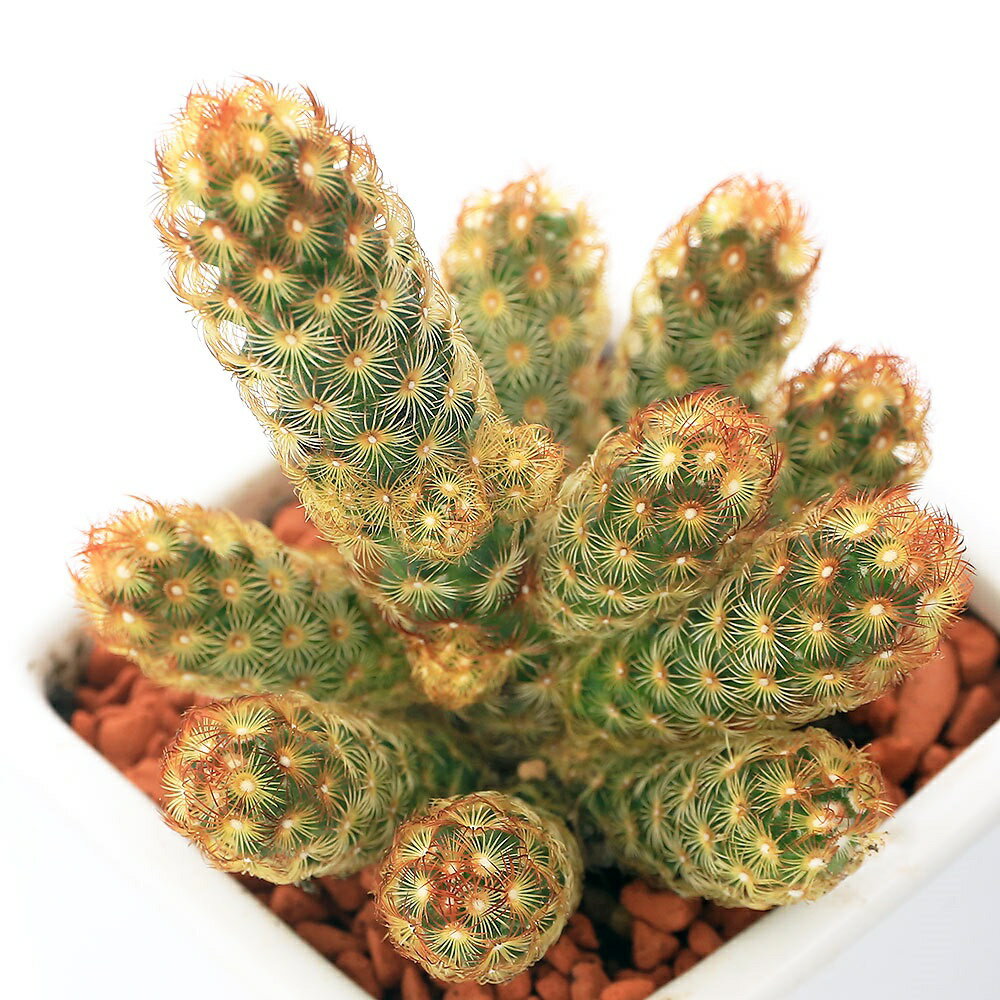 （多肉植物）サボテン　黄金司　陶器鉢植え　ダイスS白（1鉢）　受皿付　セラミス　多肉植物　おしゃれ　プレゼント