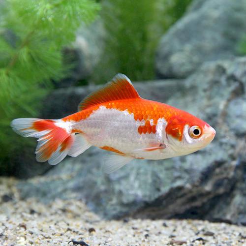 （国産金魚）更紗和金　三つ尾〜四つ尾　平賀養魚場産（1匹）