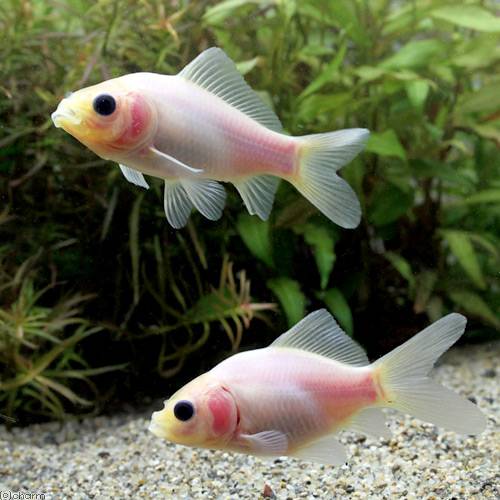 Goldfishes - （国産金魚）ミルク和金（ミルクワキン）フナ尾（3匹）