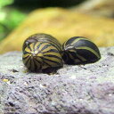 (エビ・貝)シマカノコ貝(4匹)